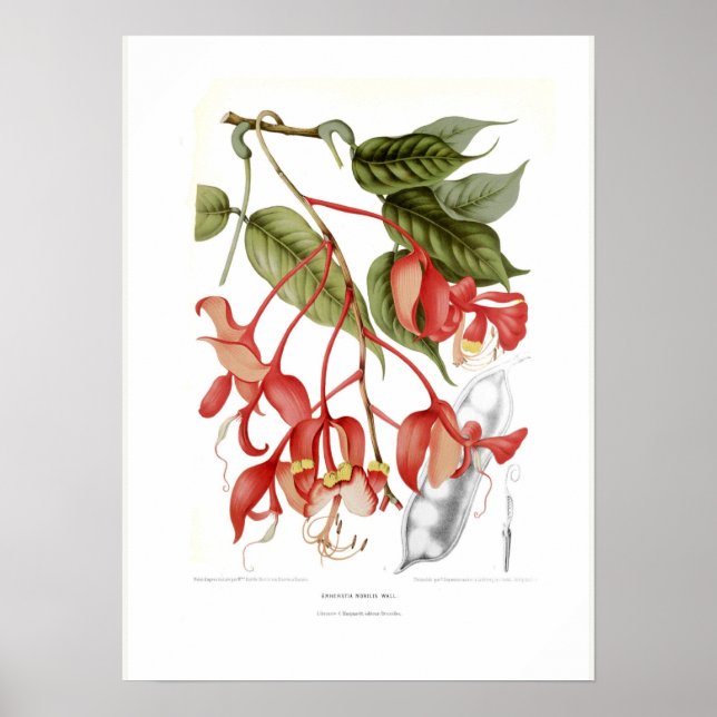 Amherstia nobilis poster (Front)