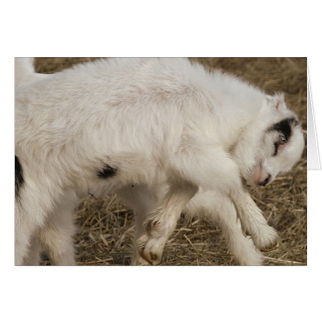 Amigo Plays (Front Horizontal)