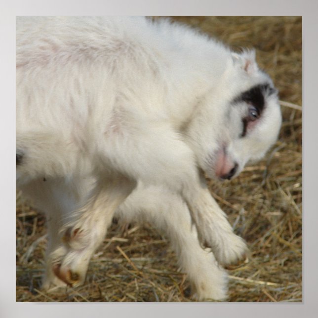 Amigo Plays Poster (Front)