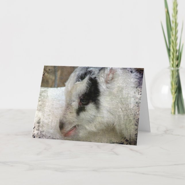 Amigo the Goat Card (Front)