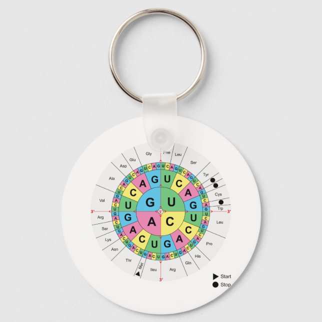Amino Acid Base Sequence Table Diagram Key Ring (Front)