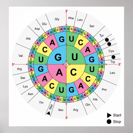 Amino Acid Base Sequence Table Diagram Poster | Zazzle.co.uk