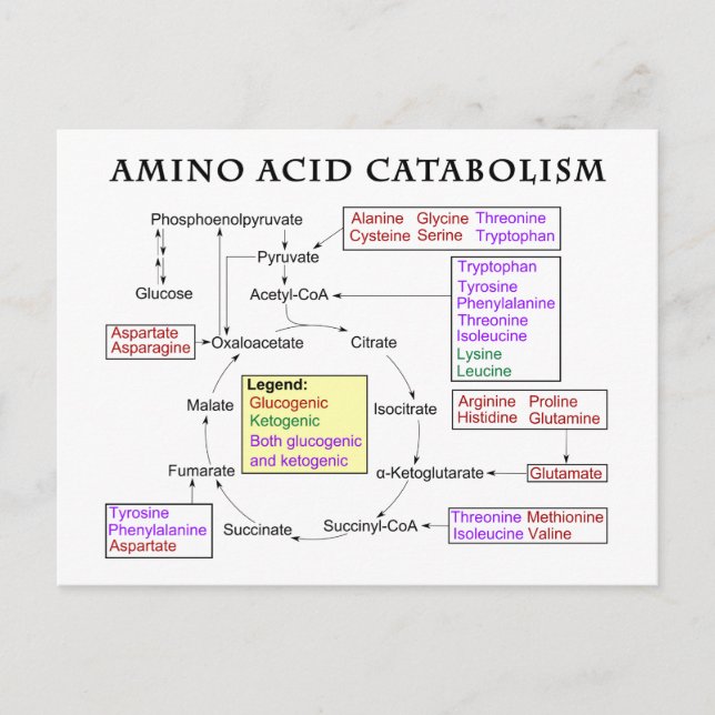 Amino Acid Catabolism Diagram Postcard (Front)