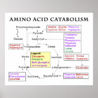 Amino Acid Catabolism Diagram