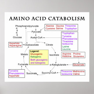 Amino Acids Posters | Zazzle.co.uk