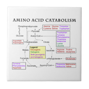 Amino Acid Catabolism Diagram Tile