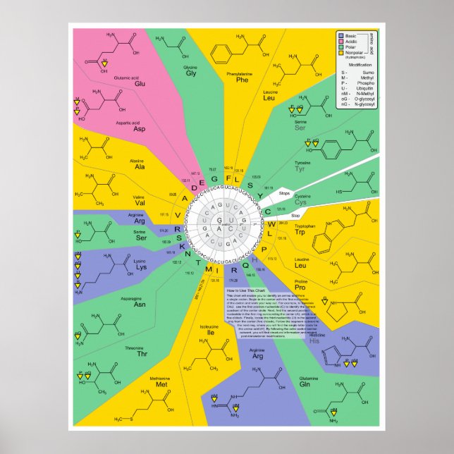 Amino Acid Chemical Molecule Identification Chart (Front)