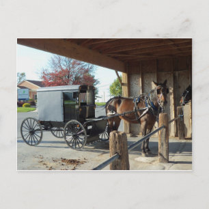 Amish Buggy, 1 Postcard