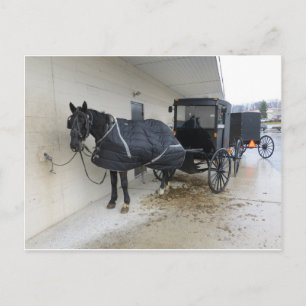Amish Buggy At Pennsylvania Market Postcard