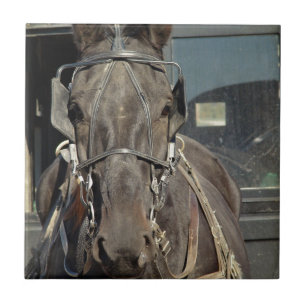 Amish Buggy Horse Tile
