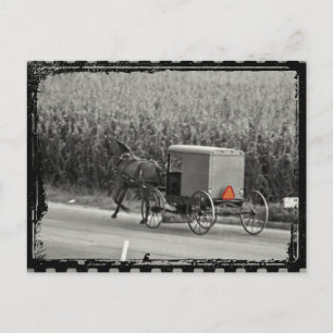 Amish Buggy Monochrome Postcard