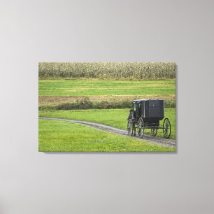 Amish buggy on farm lane, Northeastern Ohio, Canvas Print