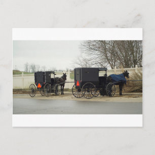 Amish Buggy "Parking Lot" Postcard