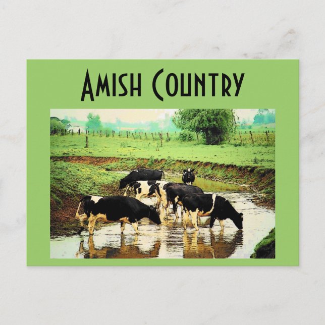 Amish Cows Postcard (Front)