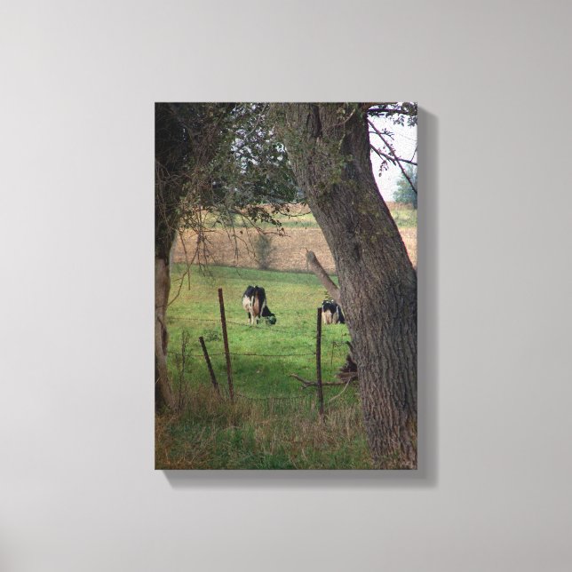 Amish Dairy Cattle Canvas Print (Front)