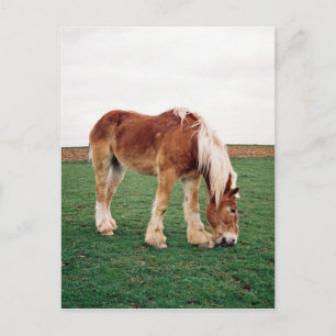Amish Draught Horse in Field Postcard
