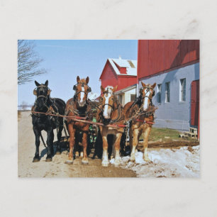 Amish Draught Horse Team-Postcard Postcard