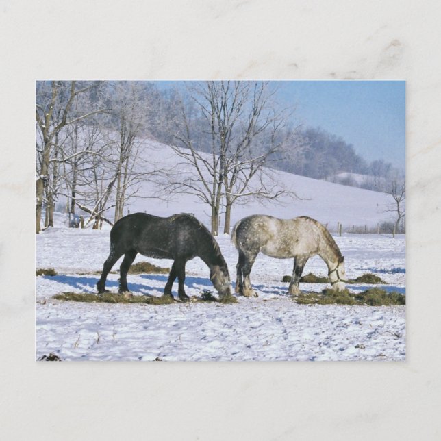 Amish Draught Horses in Winter Pasture-Postcard Postcard (Front)