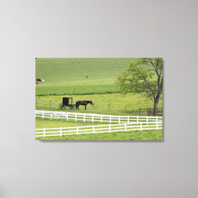 Amish farm with horse and buggy near Berlin, Canvas Print (Front)