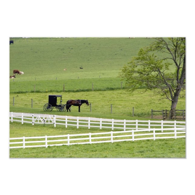 Amish farm with horse and buggy near Berlin, Photo Print (Front)