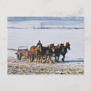Amish Farmer On Spreader-Postcard-2 Postcard