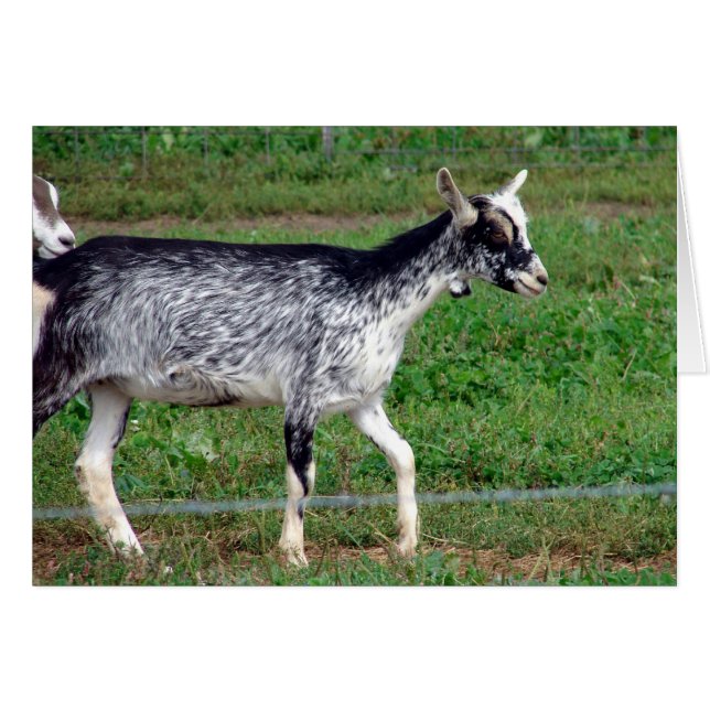 Amish Goat (Front Horizontal)