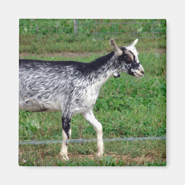 Amish Goat Magnet (Front)