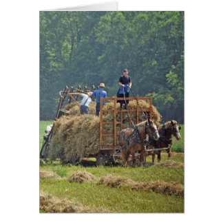 Amish hay harvest