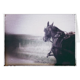 Amish Horse