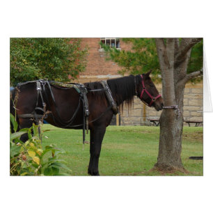Amish Horse