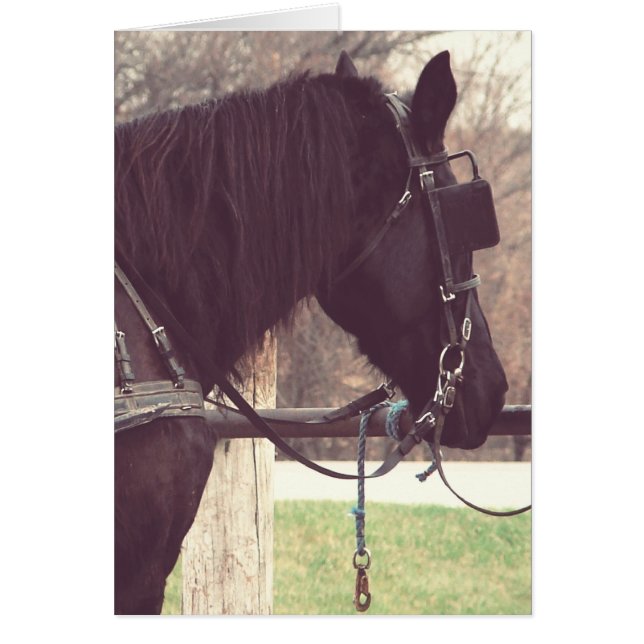 Amish Horse (Front)