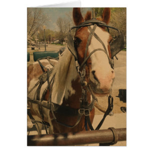 Amish Horse, A Pinto