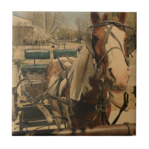 Amish Horse, A Pinto Tile