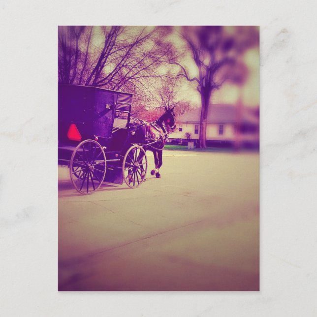 Amish Horse and Buggy Postcard (Front)