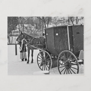 Amish Horse and Buggy-Postcard Postcard