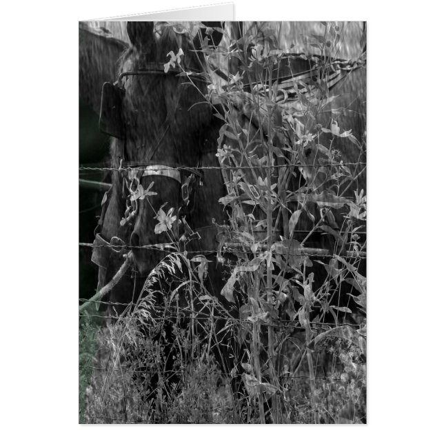 Amish Horse Black and White Grunge (Front)