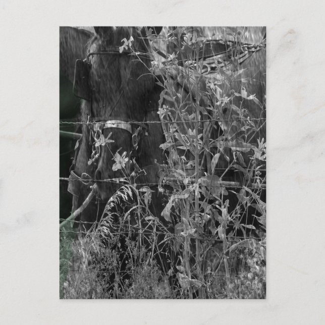 Amish Horse Black and White Grunge Postcard (Front)