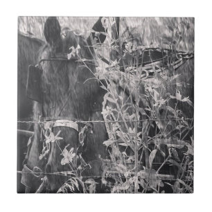 Amish Horse Black and White Grunge Tile