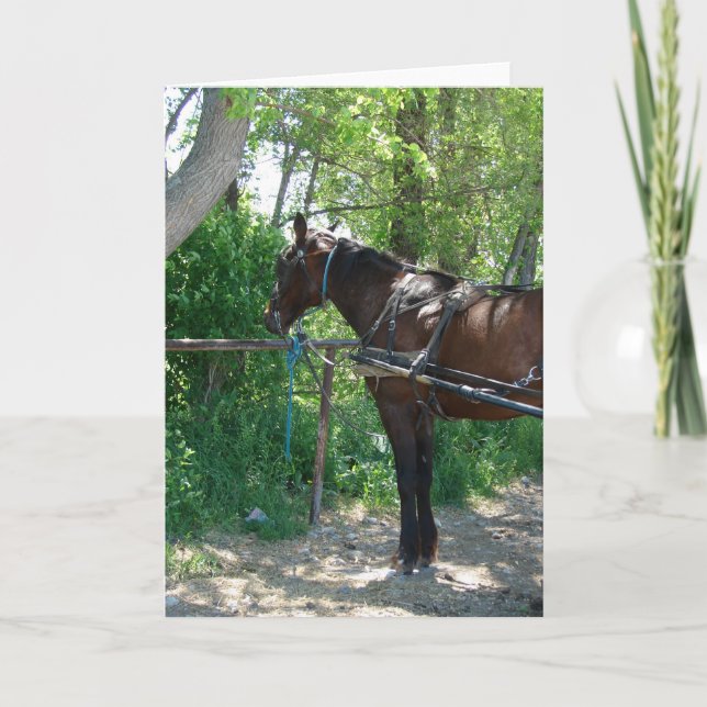 Amish Horse Card (Front)
