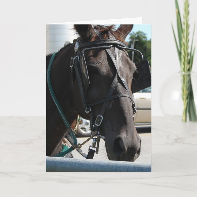 Amish Horse Card (Front)