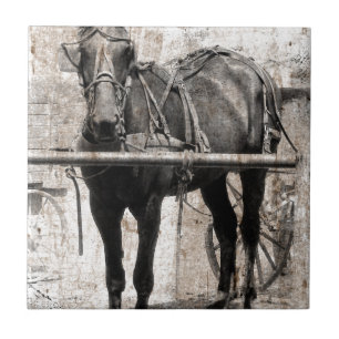 Amish horse grunge tile