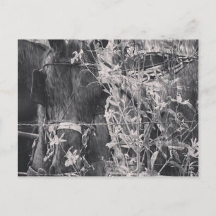 Amish Horse in Black and White Grunge Postcard