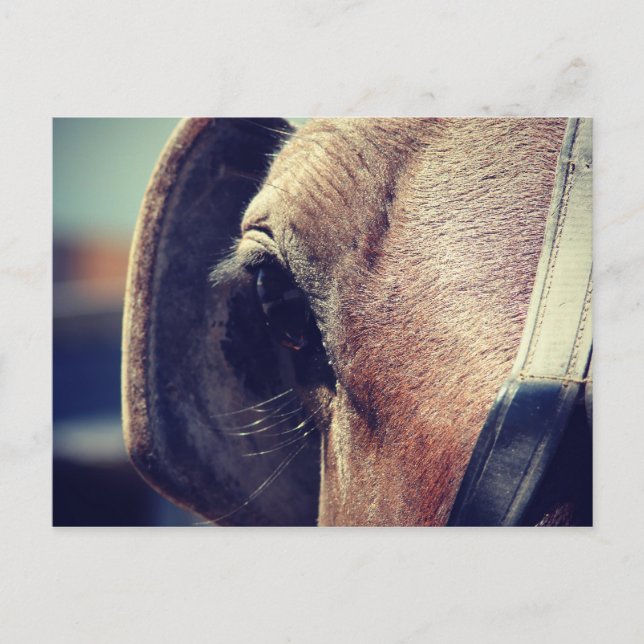 Amish Horse in Blinders Postcard (Front)