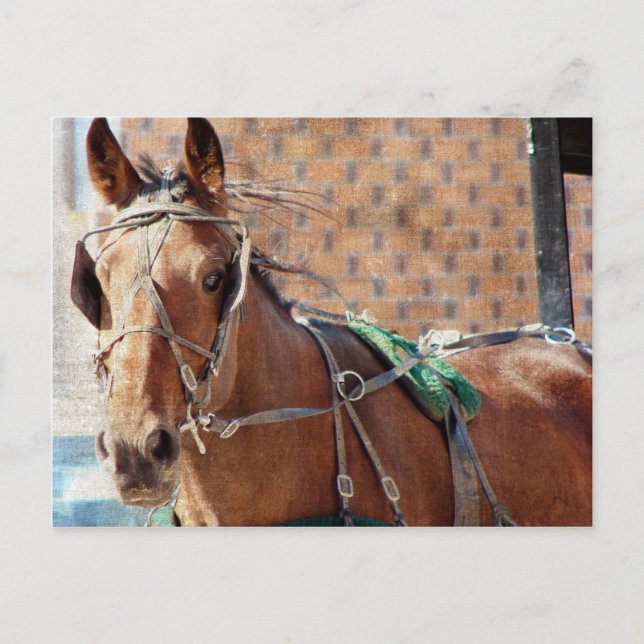 Amish Horse Postcard (Front)