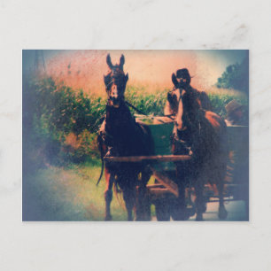 Amish Horse Team Postcard