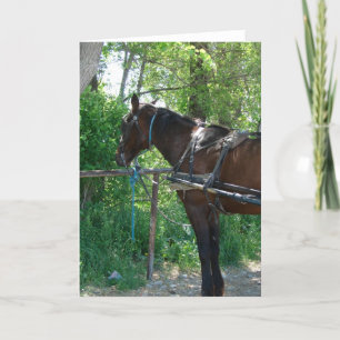 Amish Horse Waiting Card