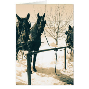 Amish Horses