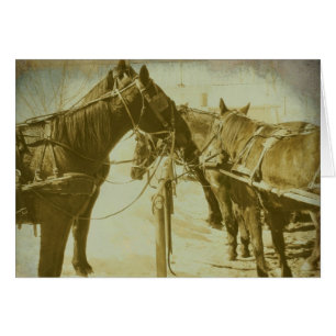 Amish Horses
