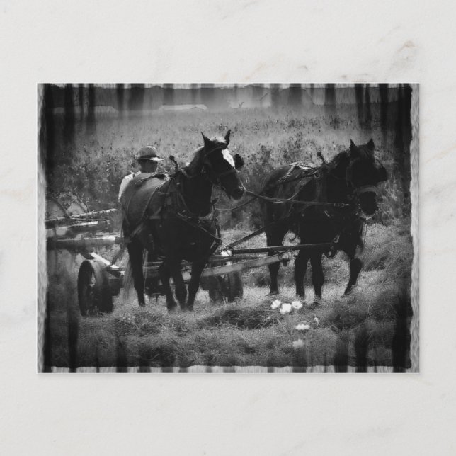 Amish Horses in Hay Field Working Postcard (Front)