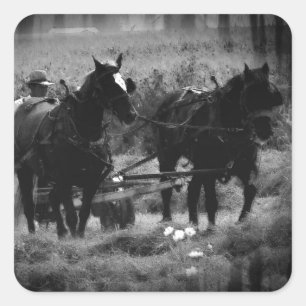 Amish Horses in Hay Field Working Square Sticker
